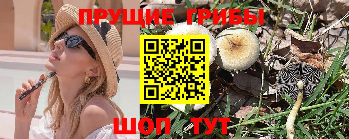 Галлюциногенные грибы прущие грибы  Касимов  Галлюциногенные грибы Cubensis 