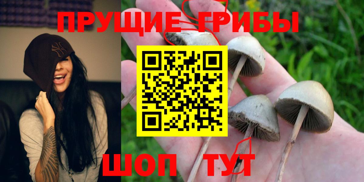 наркота  Галлюциногенные грибы GOLDEN TEACHER  Касимов  Вход с VPN  Галлюциногенные грибы GOLDEN TEACHER 
